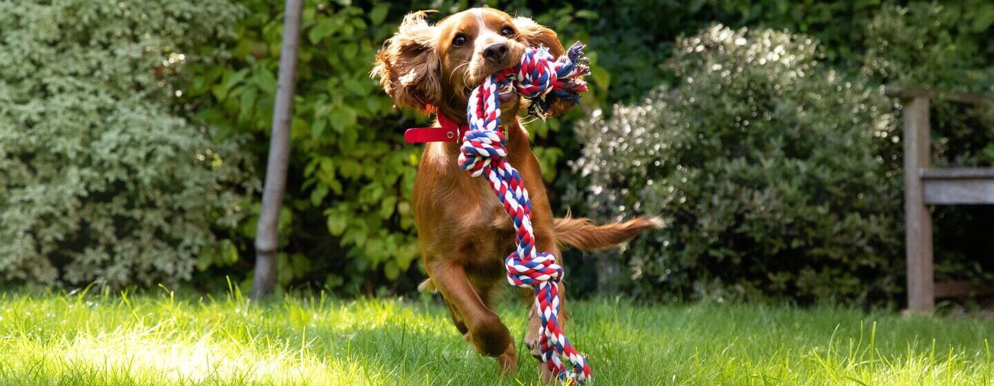 Best outside dog toys 2025
